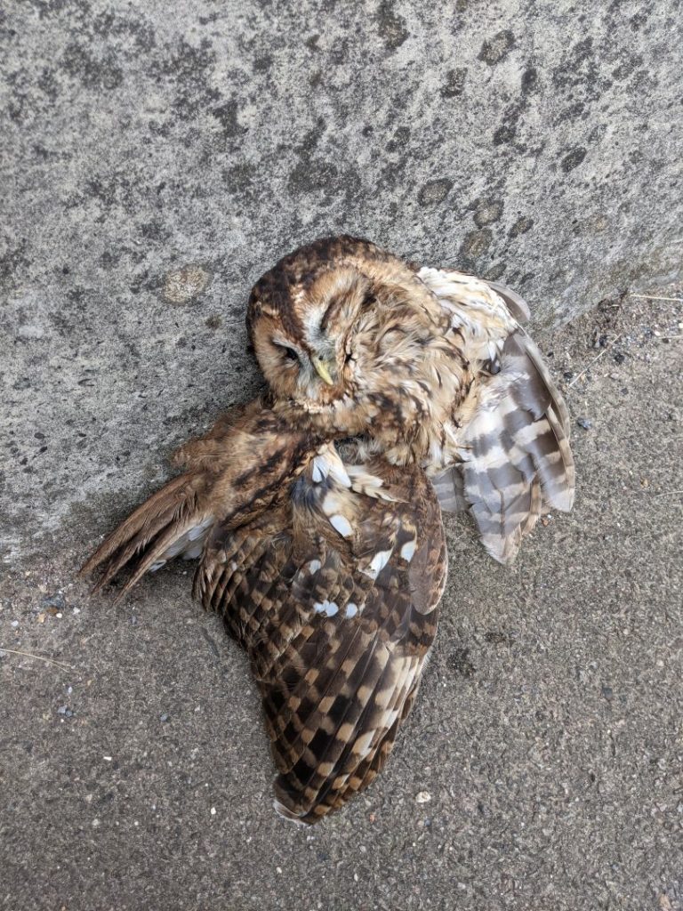 Dead Brown or Tawny Owl