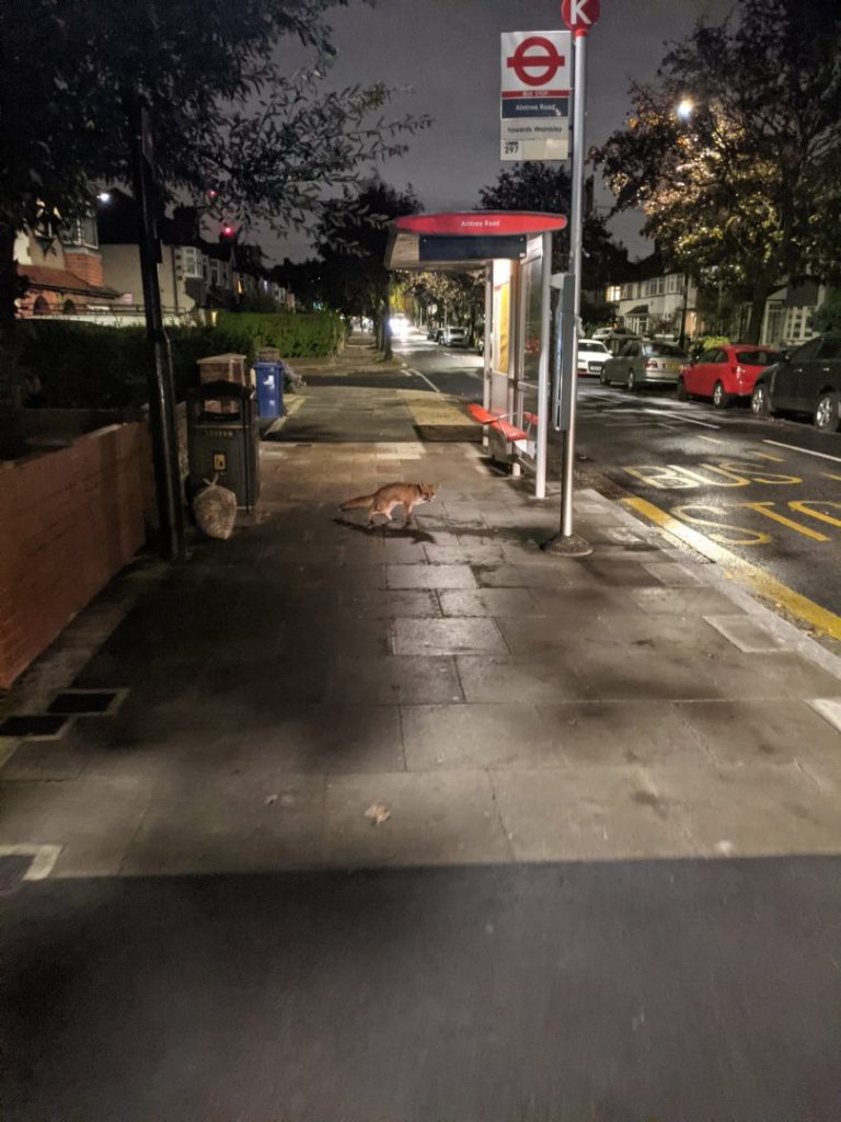 Fox crosses road at bus stop Bilton Road, Perivale
