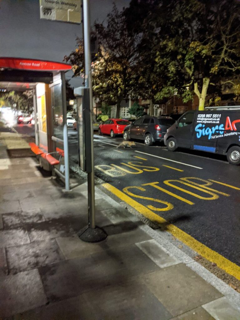 Fox crosses road at bus stop Bilton Road, Perivale