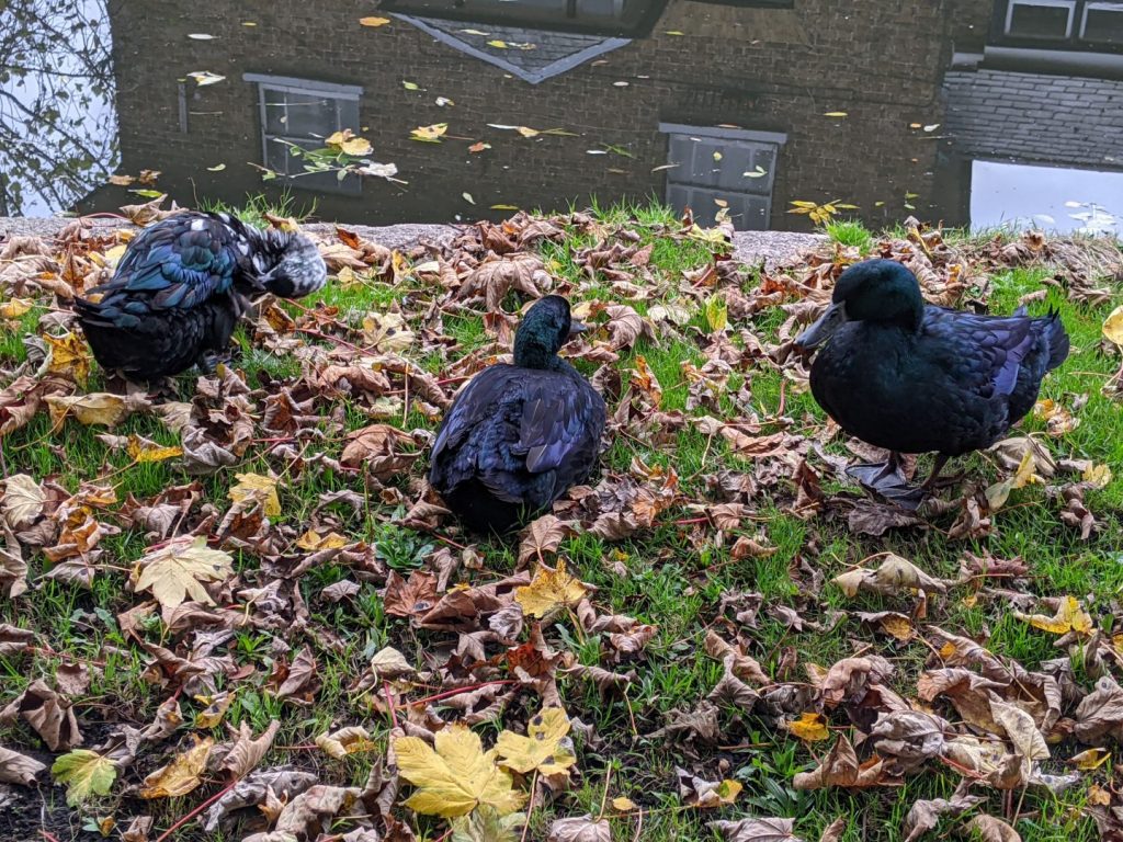 3 Fat Ducks - Cowley Lock - Grand Union