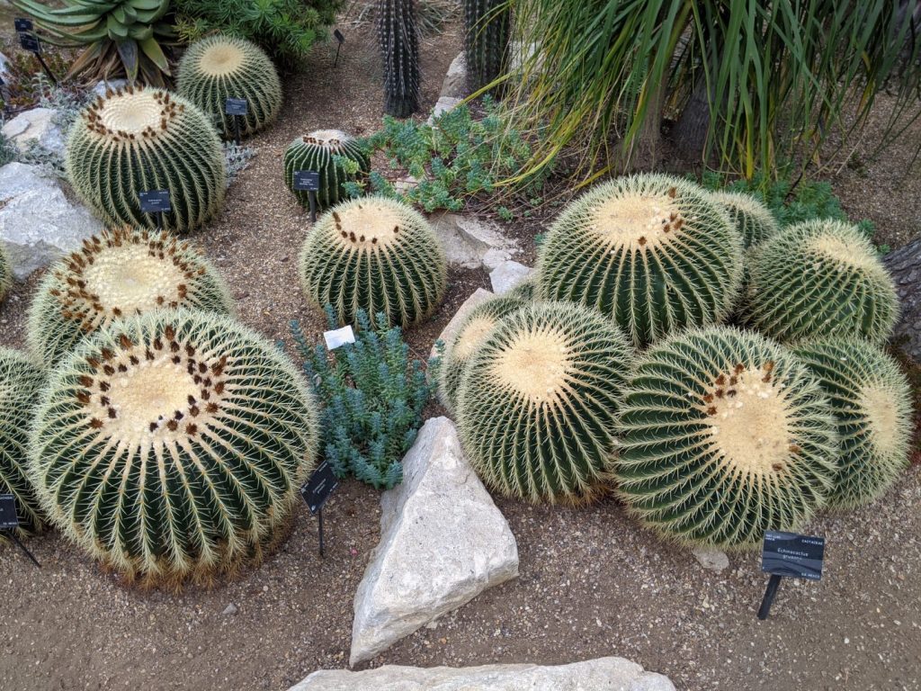 Cactuss in the Arid Zone - Kew Gardens