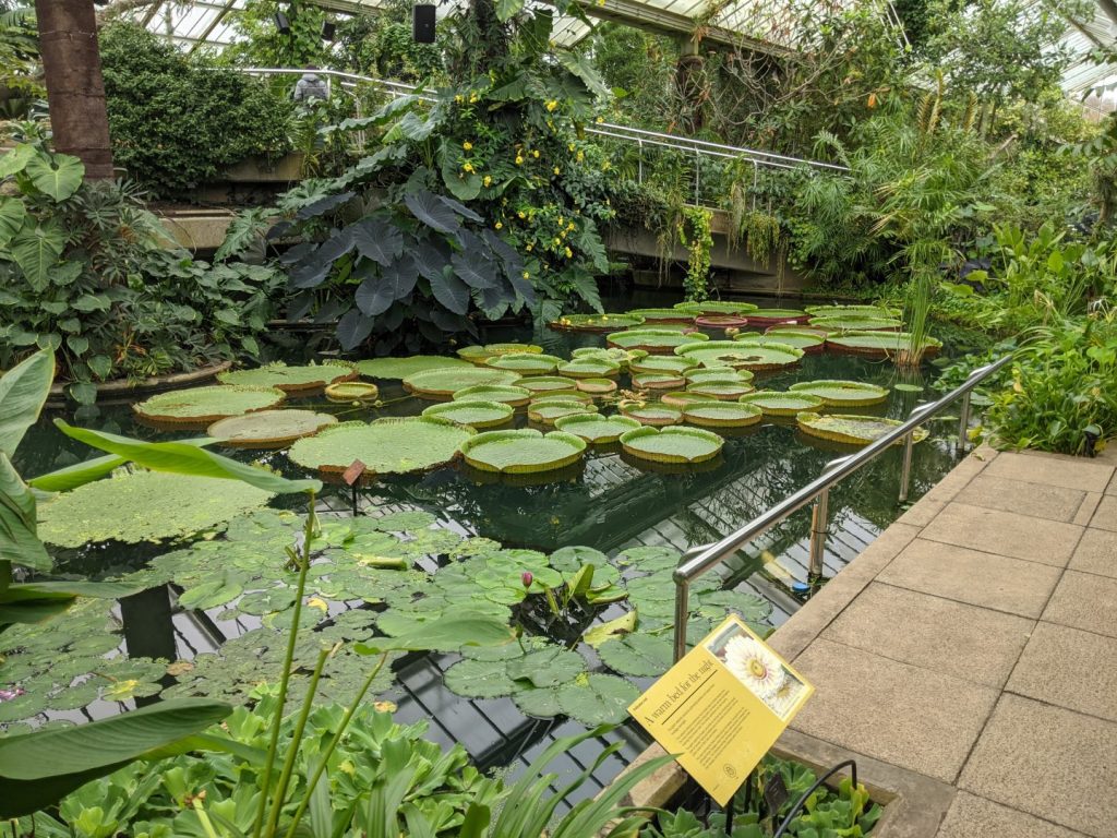 Water Garden - Tropical Zone - Kew Gardens