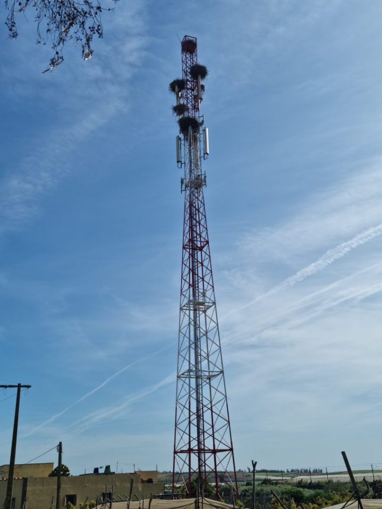 Storks nesting on mobile phone mast