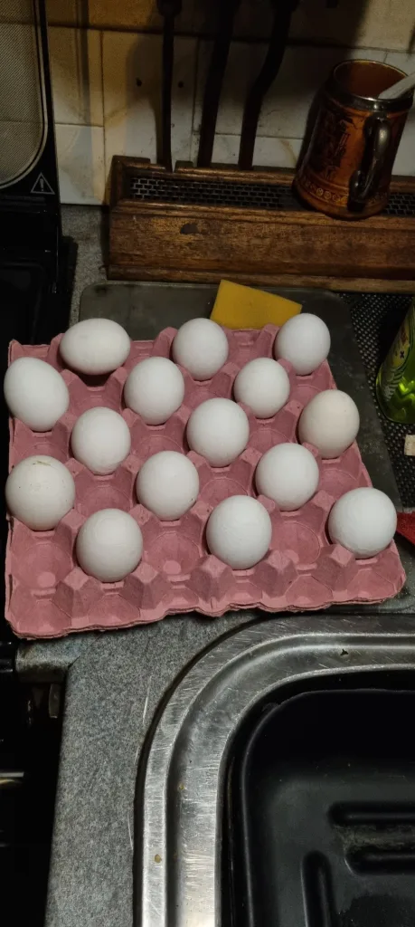 Double yolked eggs