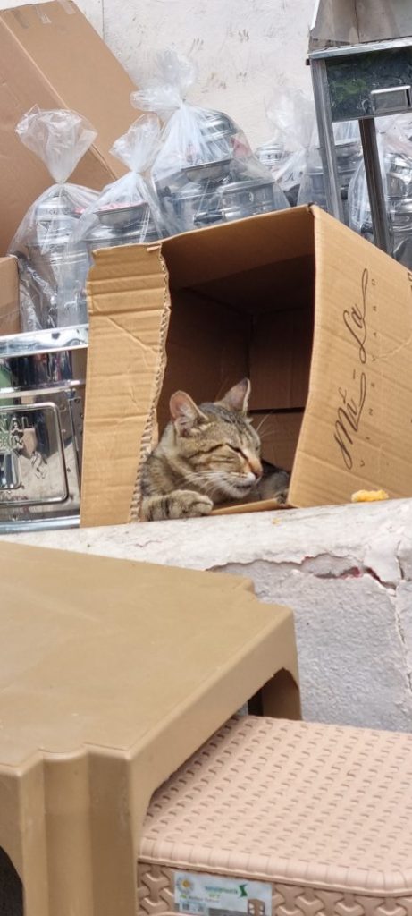 Cat sleeps in box