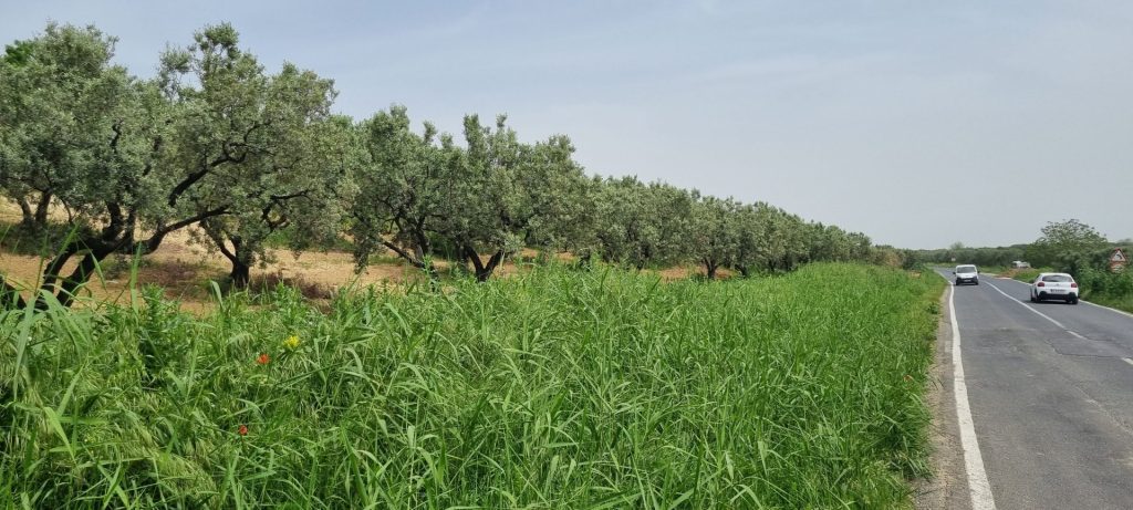 Olive groves