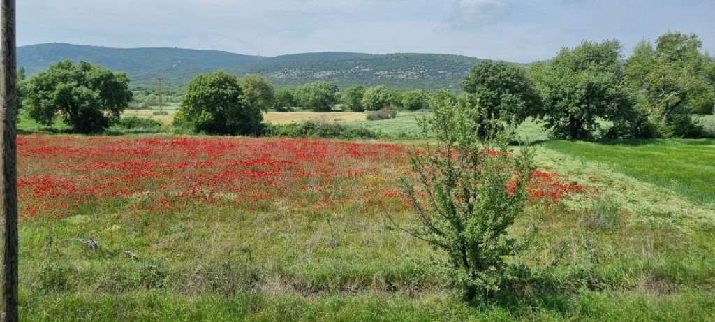 A field of poppies