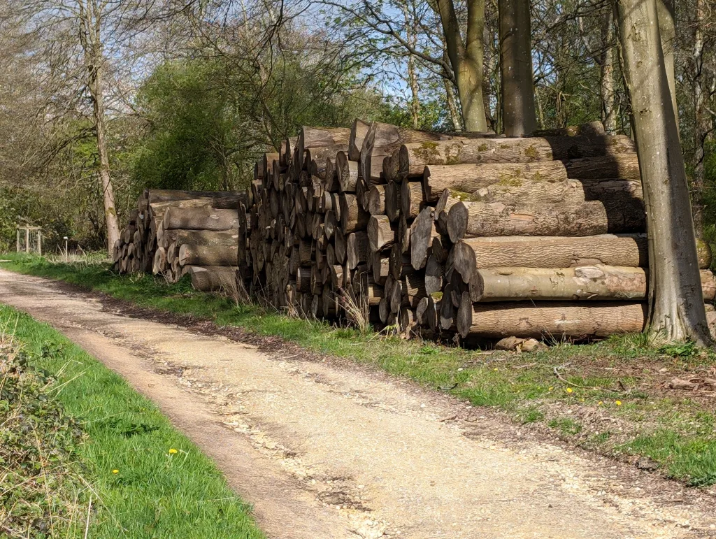 Logs in Wytham Woods