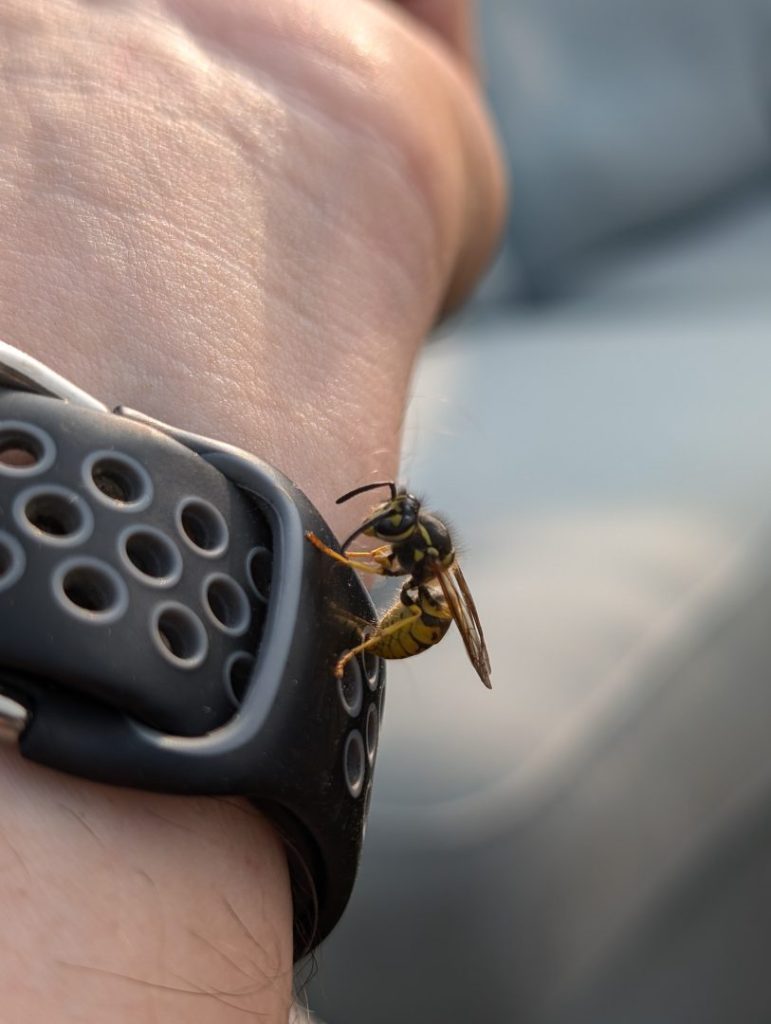 First wasp of the summer. It's August...