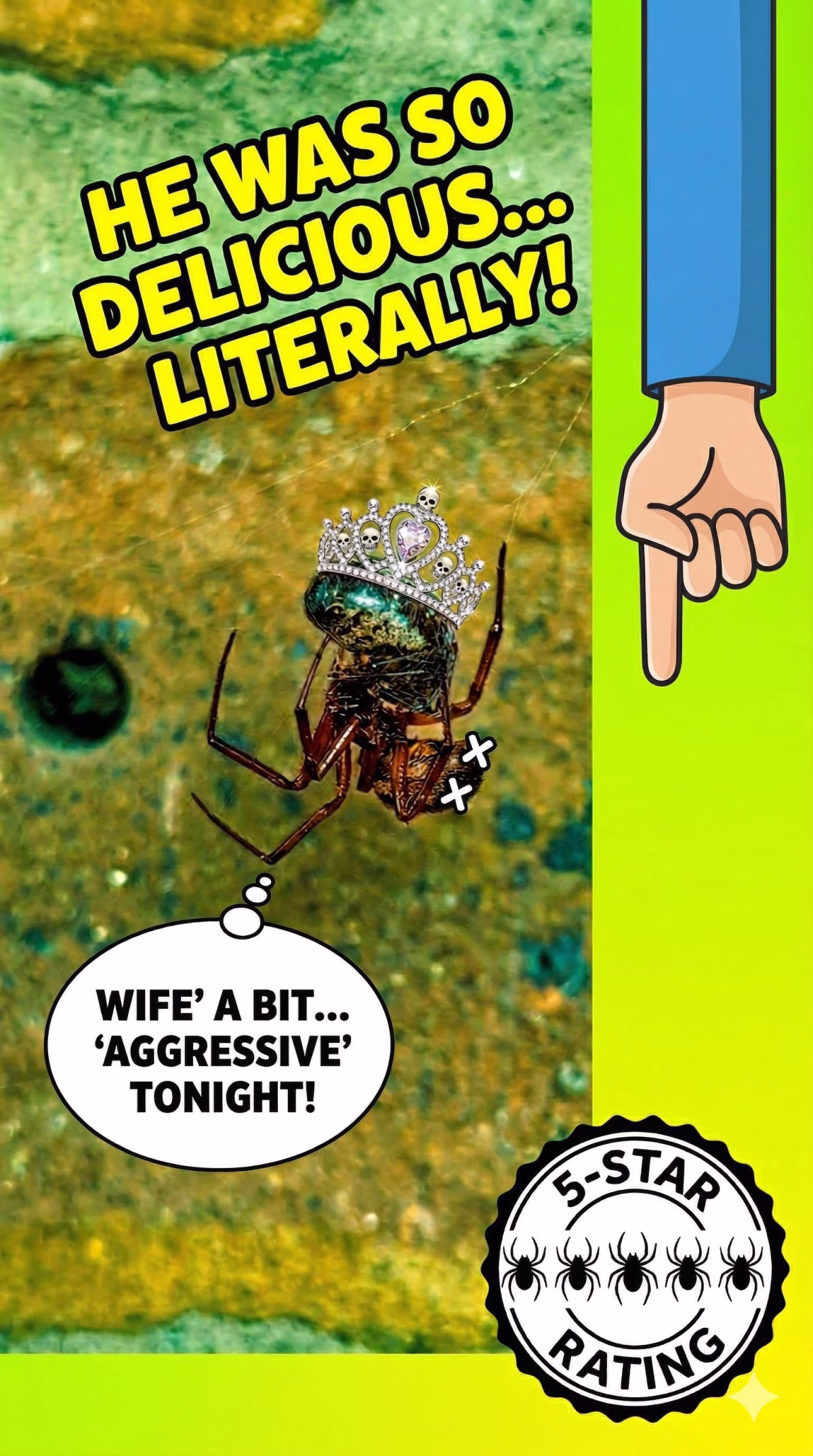 miniClip of a Steatoda (false widow spider) as it eats mate