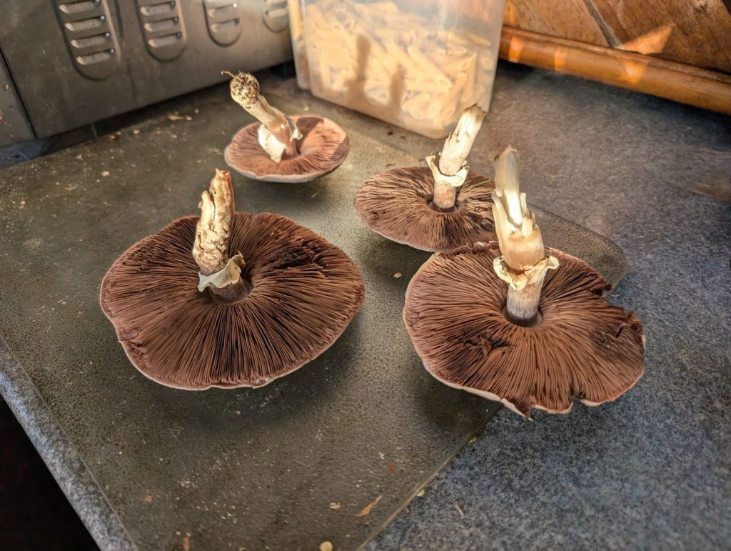 Fresh field mushrooms