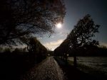 Tree lined Autumn boulevard