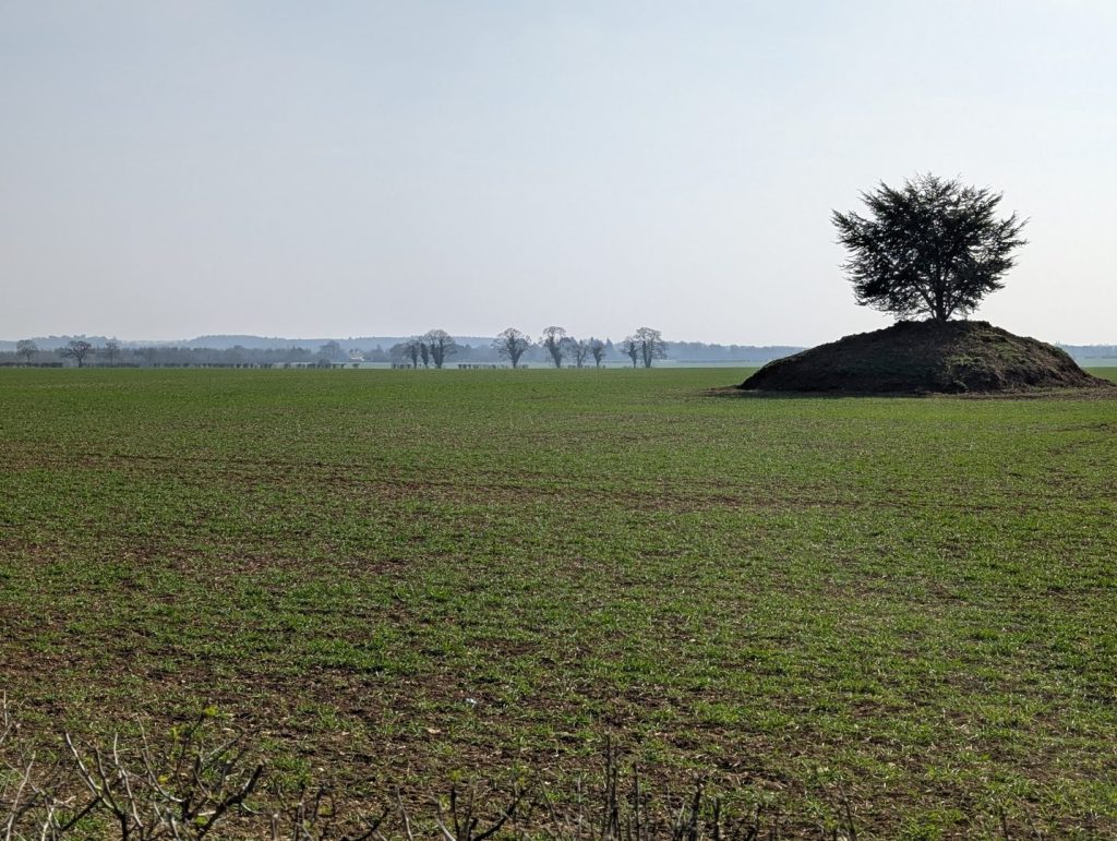 Tree on a lump
