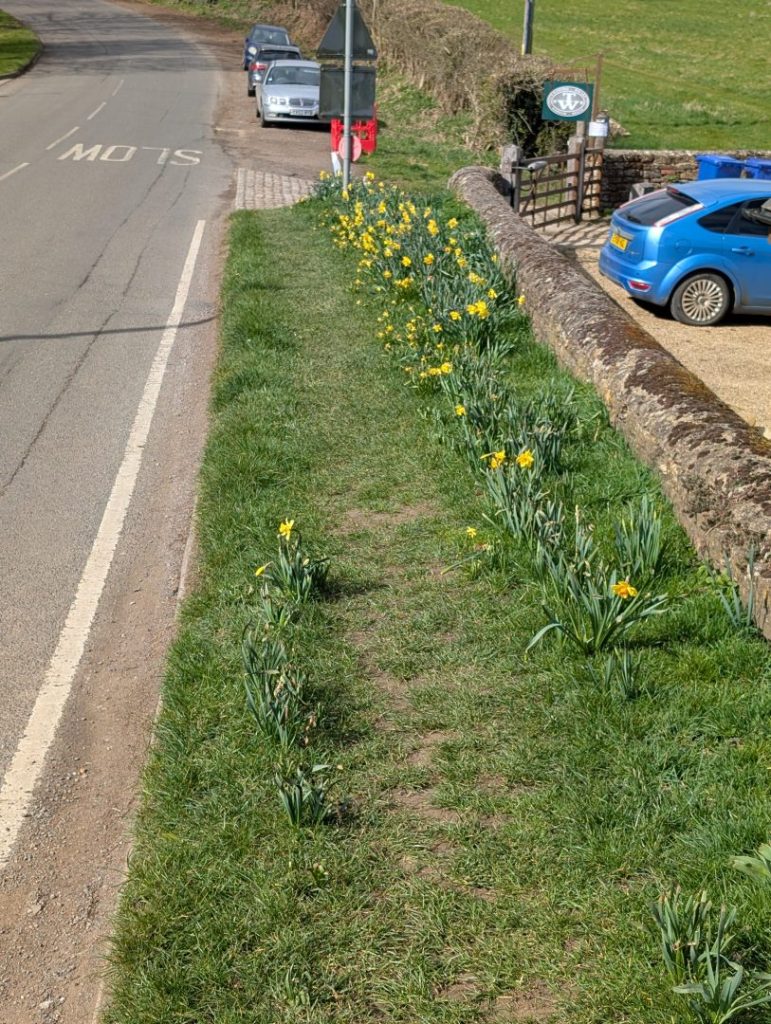 Daffs