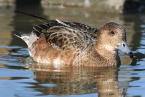 Wigeon