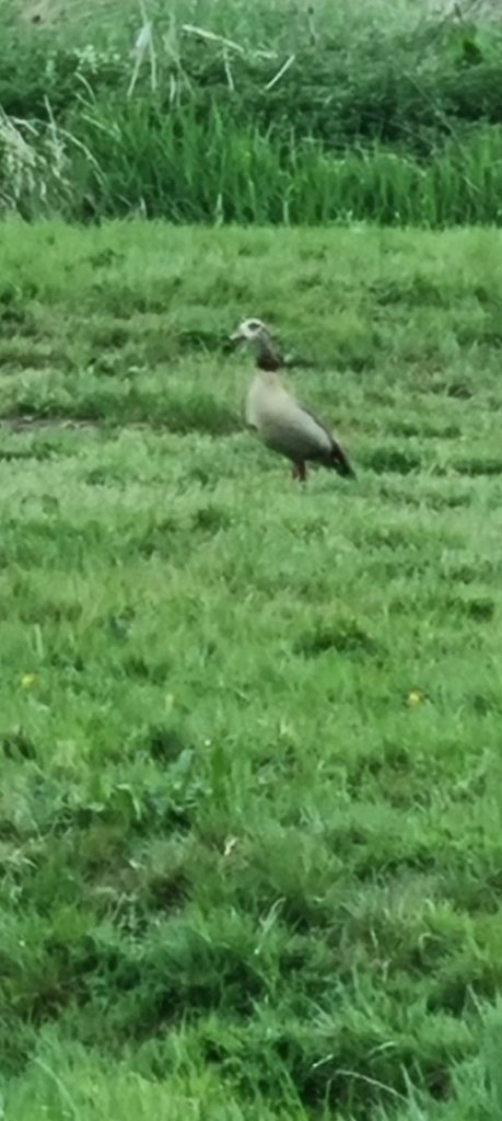 Egyptian Goose - Somerton meadows