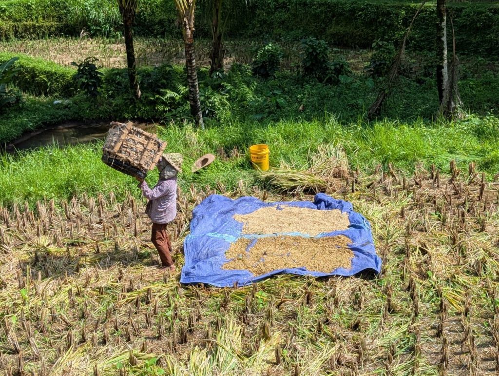 Drying the rice - Tegallalang Rice Terrace - Ubud