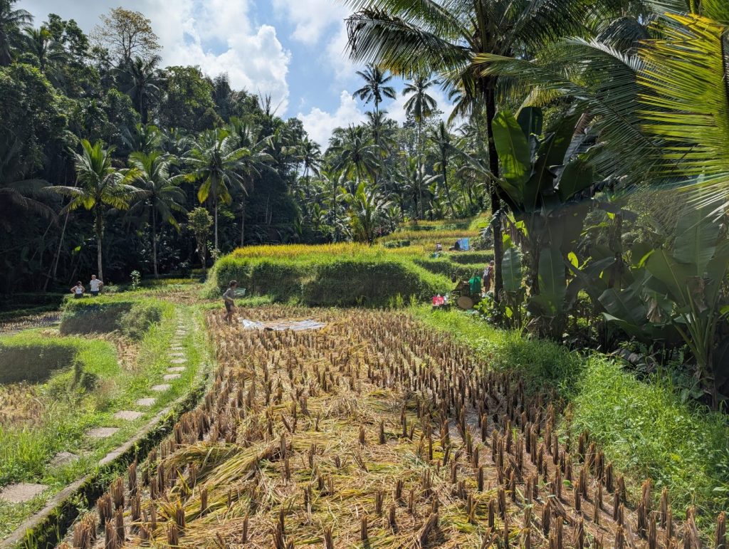Cut rice - Tegallalang Rice Terrace - Ubud