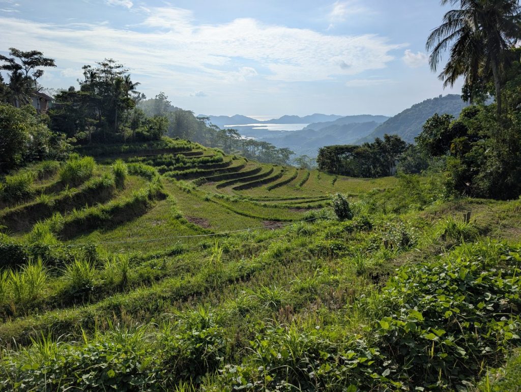 Sawah Terasering Mareje