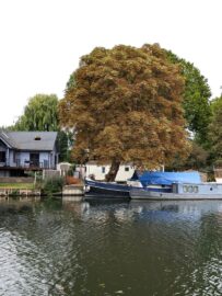 Thames trip – Windsor to Walton
