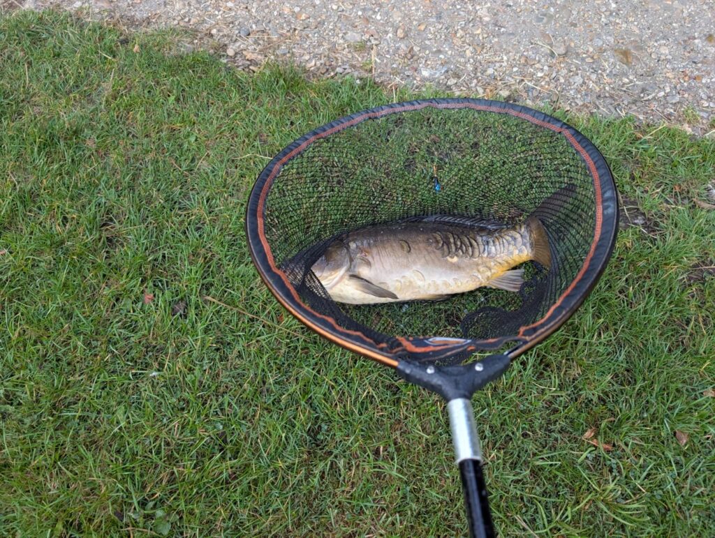 6.4lb Mirror Carp - King's Langley Grand Union